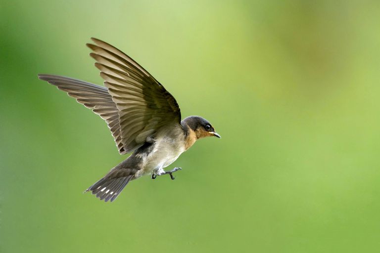 Birds Have a Mysterious ‘Quantum Sense’. For The First Time, Scientists Saw It in Action