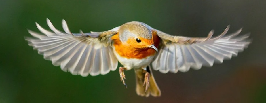 Birds Have a Mysterious ‘Quantum Sense’. Scientists Have Now Seen It in Action